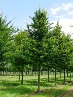 Grote Haagbeuk (Carpinus Betulus) -Groene Wereld carpinus betulus s 35 40