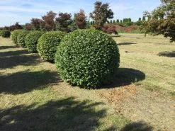 Haagbeuk Als Bolvorm (Carpinus Betulus) 24 Haagbeuk Als Bolvorm (Carpinus Betulus) -Groene Wereld carpinus betulus 140 cm breed bol drkl 1