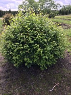 Haagbeuk Als Bolvorm (Carpinus Betulus) 25 Haagbeuk Als Bolvorm (Carpinus Betulus) -Groene Wereld carpinus betulus 140 cm breed bol drkl 2