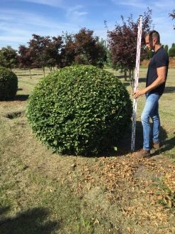 Haagbeuk Als Bolvorm (Carpinus Betulus) 26 Haagbeuk Als Bolvorm (Carpinus Betulus) -Groene Wereld carpinus betulus 140 cm breed bol drkl 3