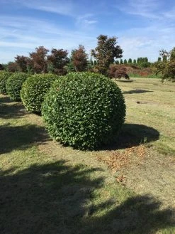 Haagbeuk Als Bolvorm (Carpinus Betulus) 28 Haagbeuk Als Bolvorm (Carpinus Betulus) -Groene Wereld carpinus betulus 160 cm breed bol drkl 2