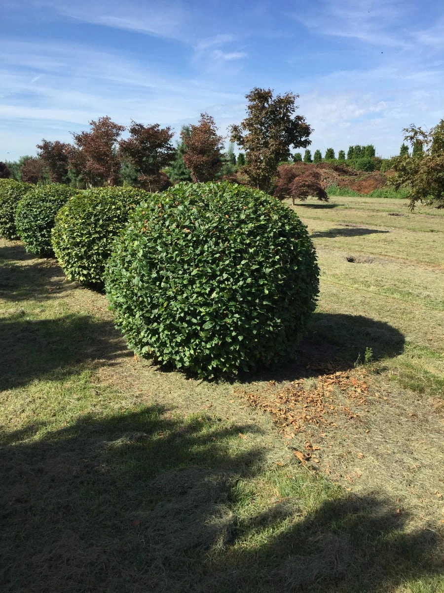 Haagbeuk Als Bolvorm (Carpinus Betulus) 15 Haagbeuk Als Bolvorm (Carpinus Betulus) - Afbeelding 13