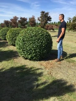 Haagbeuk Als Bolvorm (Carpinus Betulus) 29 Haagbeuk Als Bolvorm (Carpinus Betulus) -Groene Wereld carpinus betulus 160 cm breed bol drkl 3