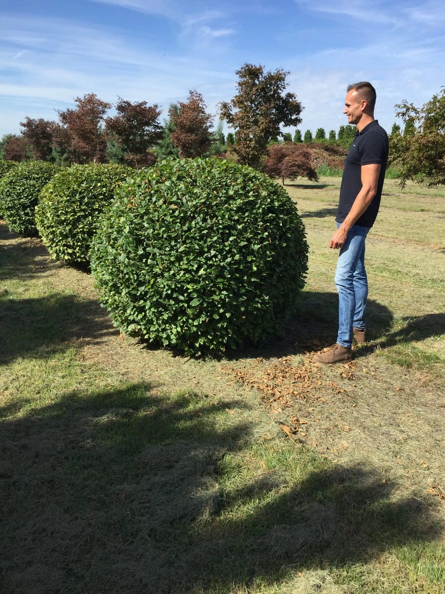 Haagbeuk Als Bolvorm (Carpinus Betulus) 16 Haagbeuk Als Bolvorm (Carpinus Betulus) - Afbeelding 14