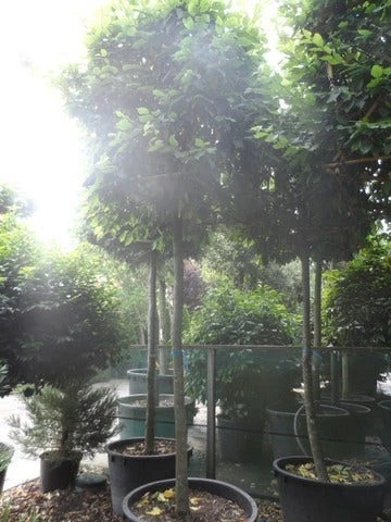 Haagbeuk In Kubusvorm (Carpinus Betulus) 6 Haagbeuk In Kubusvorm (Carpinus Betulus) - Afbeelding 4