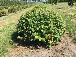 Haagbeuk Als Bolvorm (Carpinus Betulus) 17 Haagbeuk Als Bolvorm (Carpinus Betulus) -Groene Wereld carpinus betulus 60 cm breed bol drkl 1