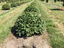Haagbeuk Als Bolvorm (Carpinus Betulus) 18 Haagbeuk Als Bolvorm (Carpinus Betulus) -Groene Wereld carpinus betulus 60 cm breed bol drkl 2