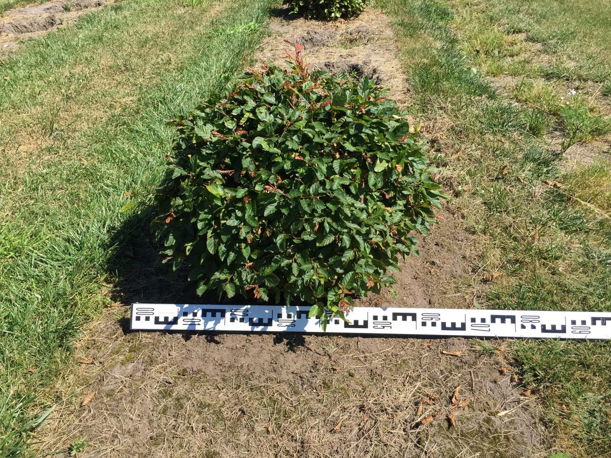 Haagbeuk Als Bolvorm (Carpinus Betulus) 6 Haagbeuk Als Bolvorm (Carpinus Betulus) - Afbeelding 4