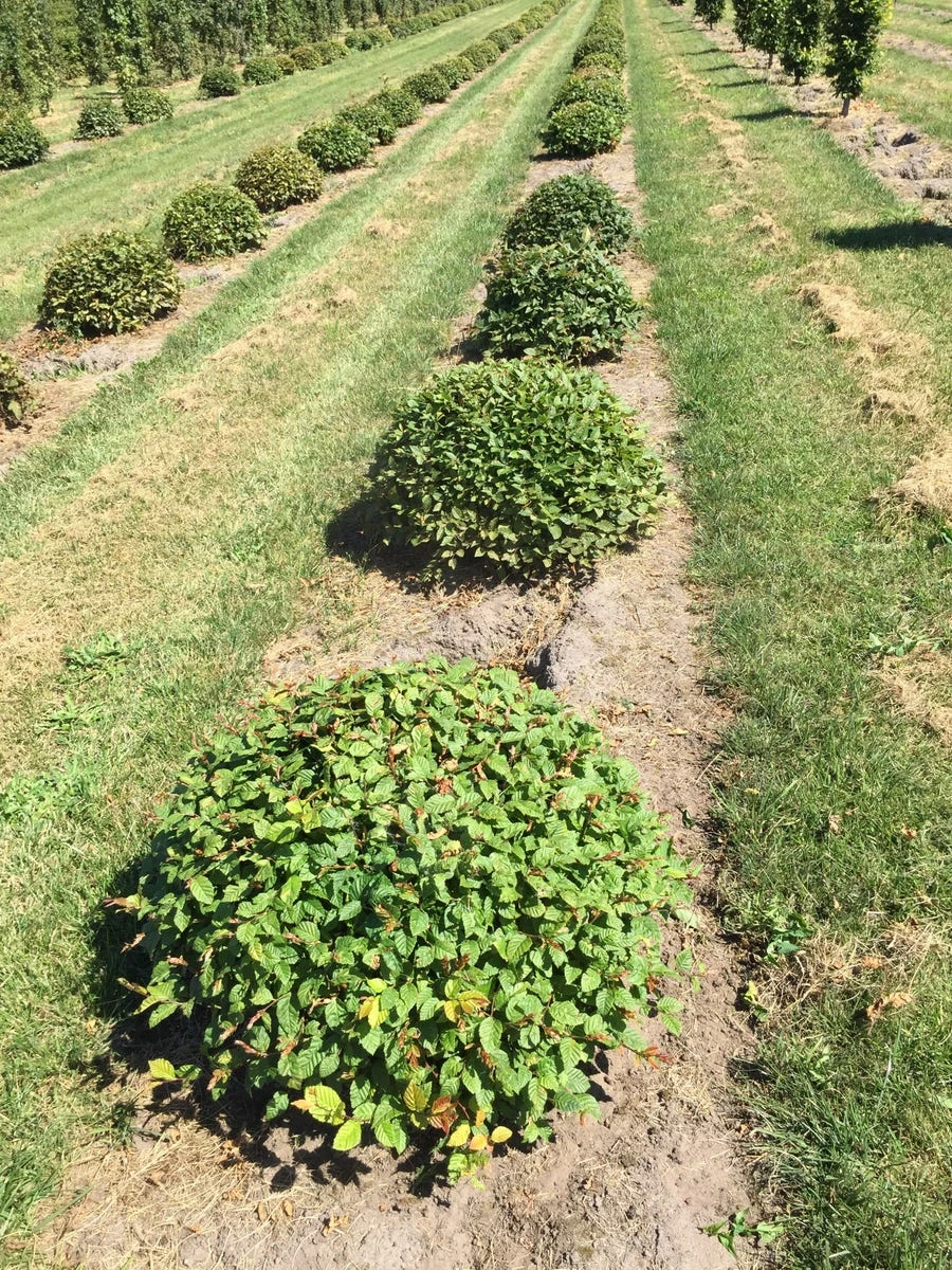 Haagbeuk Als Bolvorm (Carpinus Betulus) 7 Haagbeuk Als Bolvorm (Carpinus Betulus) - Afbeelding 5