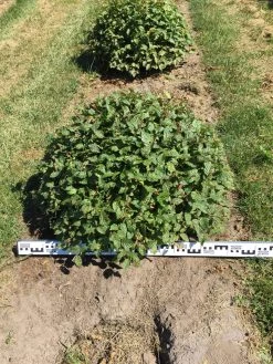 Haagbeuk Als Bolvorm (Carpinus Betulus) 21 Haagbeuk Als Bolvorm (Carpinus Betulus) -Groene Wereld carpinus betulus 80 cm breed bol drkl 2