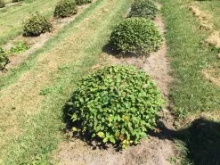 Haagbeuk Als Bolvorm (Carpinus Betulus) 22 Haagbeuk Als Bolvorm (Carpinus Betulus) -Groene Wereld carpinus betulus 80 cm breed bol drkl 3