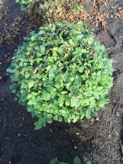 Haagbeuk Als Bolvorm (Carpinus Betulus) 23 Haagbeuk Als Bolvorm (Carpinus Betulus) -Groene Wereld carpinus betulus 90 cm breed bol drkl 1