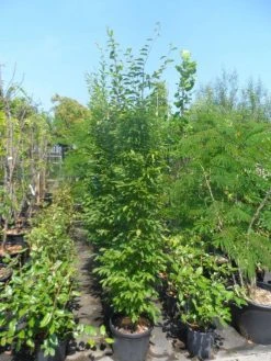 Haagbeuk (Carpinus Betulus 'Fastigiata') 26 Haagbeuk (Carpinus Betulus 'Fastigiata') -Groene Wereld carpinus betulus fastigiata 175 200 250 c25