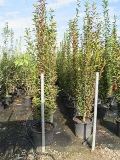 Haagbeuk Als Boom (Carpinus Betulus 'Fastigiata') -Groene Wereld carpinus betulus fastigiata 200 250 1