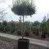 Haagbeuk Als Dakboom (Carpinus Betulus) -Groene Wereld carpinus betulus fastigiata 25 30ho c500 dakvorm
