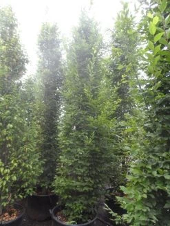 Haagbeuk (Carpinus Betulus 'Fastigiata') 27 Haagbeuk (Carpinus Betulus 'Fastigiata') -Groene Wereld carpinus betulus fastigiata 300 350 c70