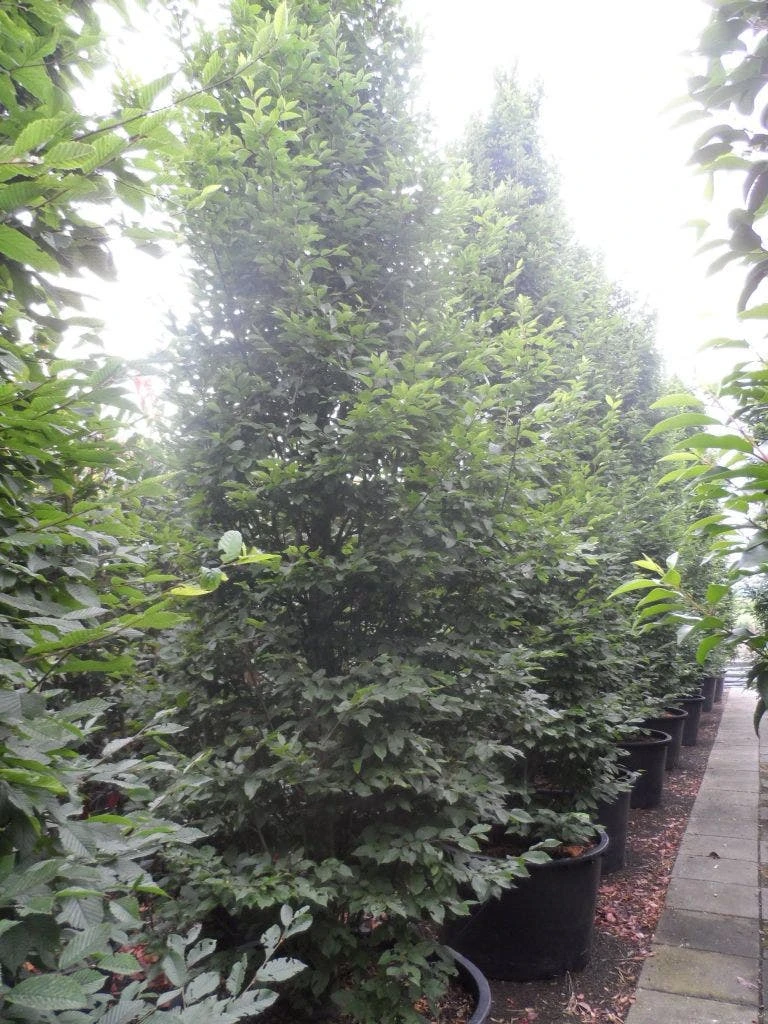 Haagbeuk (Carpinus Betulus 'Fastigiata') 9 Haagbeuk (Carpinus Betulus 'Fastigiata') - Afbeelding 7