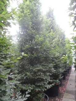 Haagbeuk Als Boom (Carpinus Betulus 'Fastigiata') -Groene Wereld carpinus betulus fastigiata 350 400 500 c240 3