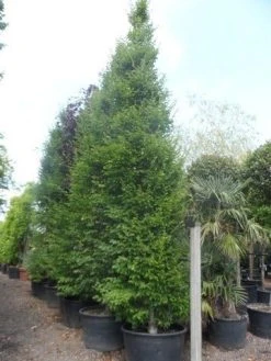 Zuilhaagbeuk (Carpinus Betulus 'Frans Fontaine') -Groene Wereld carpinus betulus fastigiata 450 500 600 c285 1