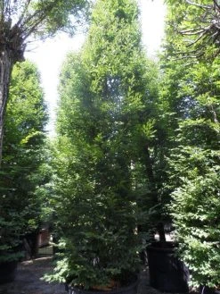 Haagbeuk (Carpinus Betulus 'Fastigiata') 25 Haagbeuk (Carpinus Betulus 'Fastigiata') -Groene Wereld carpinus betulus fastigiata 500 600 700 c500