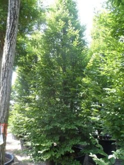 Haagbeuk Als Boom (Carpinus Betulus 'Fastigiata') -Groene Wereld carpinus betulus fastigiata 500 600 700 c500 2 3