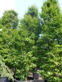 Haagbeuk (Carpinus Betulus 'Fastigiata') 32 Haagbeuk (Carpinus Betulus 'Fastigiata') -Groene Wereld carpinus betulus fastigiata 500 600 c500