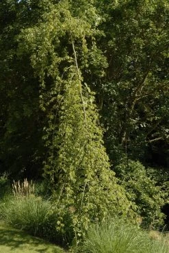 Treurhaagbeuk (Carpinus Betulus 'Pendula') -Groene Wereld carpinus betulus pendula01