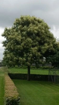 Tamme Kastanje (Castanea Sativa) -Groene Wereld castanea sativa