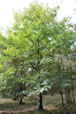 Tamme Kastanje (Castanea Sativa) -Groene Wereld castanea sativa tamme kastanje 1 1