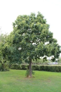 Tamme Kastanje (Castanea Sativa) -Groene Wereld castanea sativa tamme kastanje 2