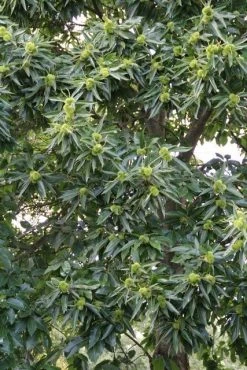 Tamme Kastanje (Castanea Sativa) -Groene Wereld castanea sativa tamme kastanje 3