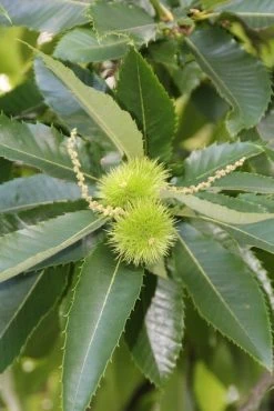 Tamme Kastanje (Castanea Sativa) -Groene Wereld castanea sativa tamme kastanje 4