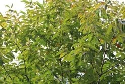 Tamme Kastanje (Castanea Sativa) -Groene Wereld castanea sativa tamme kastanje 5 1