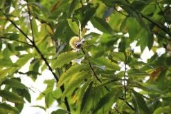 Tamme Kastanje (Castanea Sativa) -Groene Wereld castanea sativa tamme kastanje 6