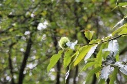 Tamme Kastanje (Castanea Sativa) -Groene Wereld castanea sativa tamme kastanje 7 1