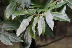 Tamme Kastanje (Castanea Sativa) -Groene Wereld castanea sativa tamme kastanje 8