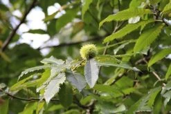 Tamme Kastanje (Castanea Sativa) -Groene Wereld castanea sativa tamme kastanje 9 1