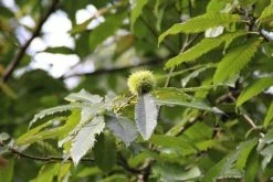 Tamme Kastanje Als Halfstam (Castanea Sativa) -Groene Wereld castanea sativa tamme kastanje 9 1