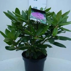 Rhododendron (Rhododendron Catawbiense 'Boursault') -Groene Wereld cat. boursalt c5 voor 1