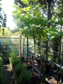 Gele Trompetboom (Catalpa Bignonioides 'Aurea') -Groene Wereld catalpa bignonioides aurea 120stam c35