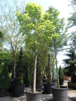 Gele Trompetboom (Catalpa Bignonioides 'Aurea') -Groene Wereld catalpa bignonioides aurea 35 40ho c350 1