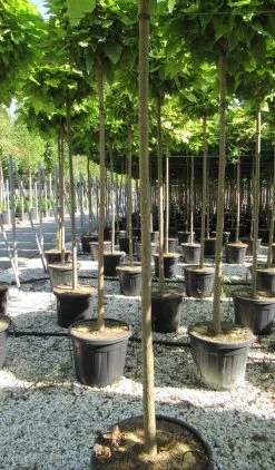 Bolcatalpa (Catalpa Bignonioides 'Nana') -Groene Wereld catalpa bignonioides nana 10 12