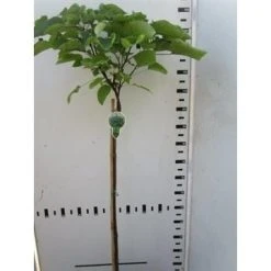 Trompetboom Op Stam (Catalpa Bignonioides 'Nana'), Halfstam -Groene Wereld catalpa bignonioides nana 130cm