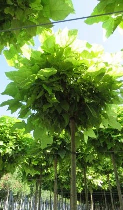 Bolcatalpa (Catalpa Bignonioides 'Nana') -Groene Wereld catalpa bignonioides nana 5 2