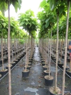 Bolcatalpa (Catalpa Bignonioides 'Nana') -Groene Wereld catalpa bignonioides nana 6 8