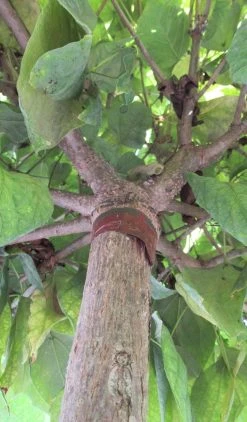Bolcatalpa (Catalpa Bignonioides 'Nana') -Groene Wereld catalpa bignonioides nana 6 2