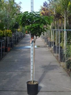 Trompetboom Op Stam (Catalpa Bignonioides 'Nana'), Halfstam -Groene Wereld catalpa bignonioides nana halfstam c20