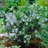 Amerikaanse Sering (Ceanothus 'Puget Blue')