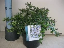 Amerikaanse Sering (Ceanothus Thyrsiflorus 'Repens') -Groene Wereld ceanothus repens c5 maart.jpg