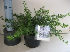 Amerikaanse Sering (Ceanothus Thyrsiflorus 'Repens') -Groene Wereld ceanothus thyr. repens c3 sept 1 1